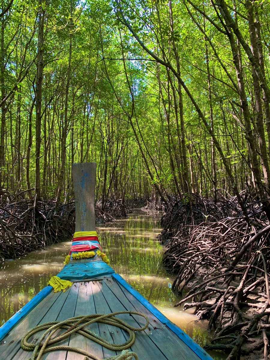 Taking a #longtailboat tour through the mangroves of #Krabi #Thailand  #TATnews #amazingthailand