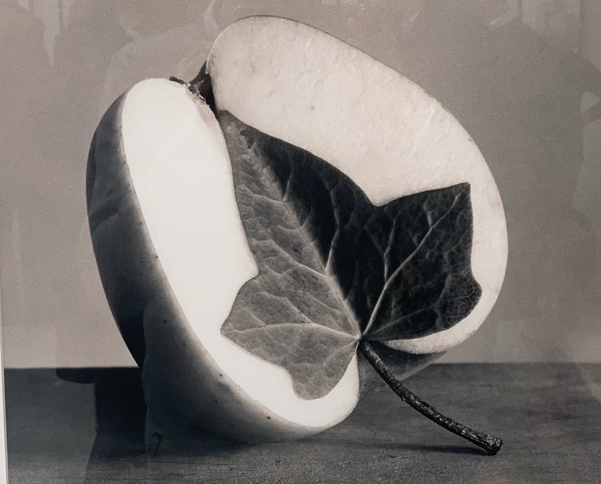 RJBOTANICO's tweet photo. Os recordamos que la exposición: "La naturaleza de las cosas" de @ChemaMadoz se ha prorrogado hasta el 15 de marzo. Pabellón Villanueva del @RJBOTANICO  https://t.co/cA7oC6hi9Z https://t.co/MHtdNe1kzk
