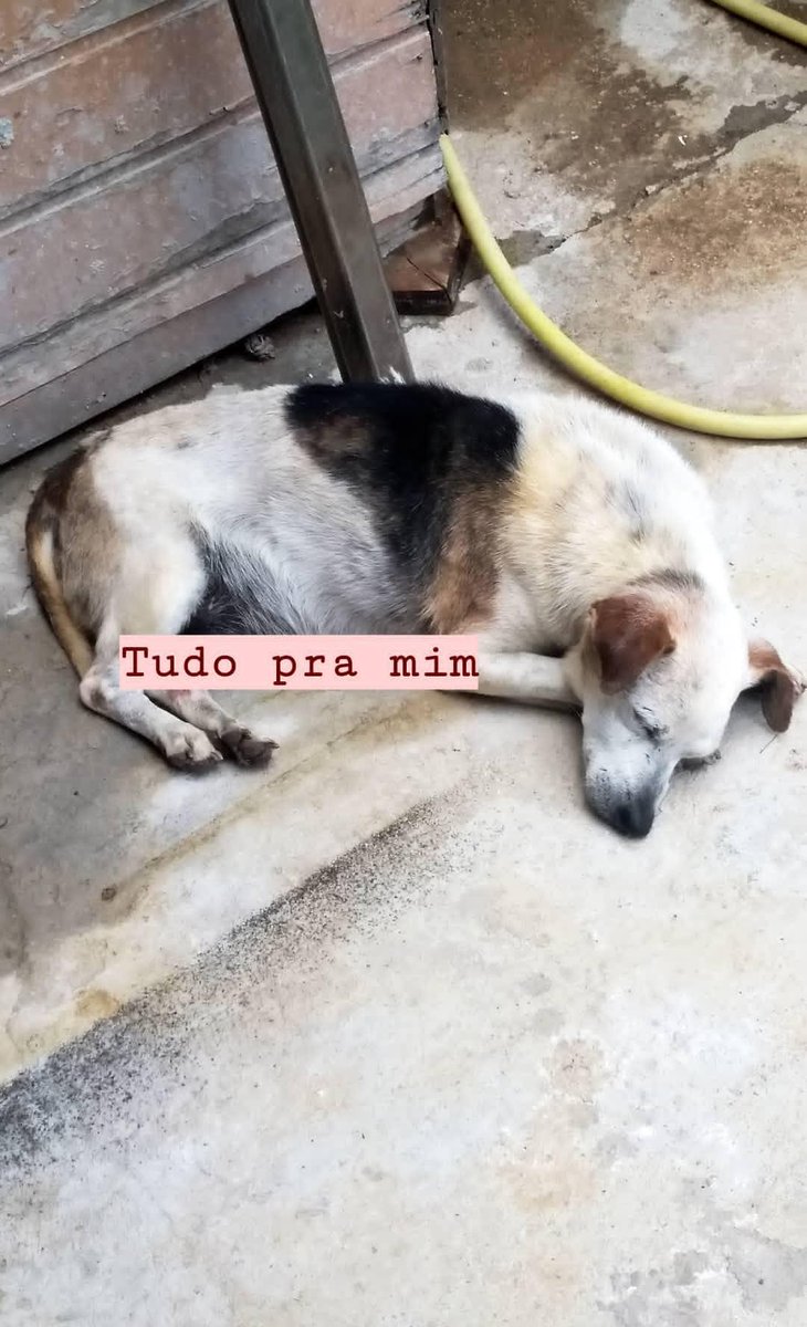 garota passarinho ☀️ tweet media