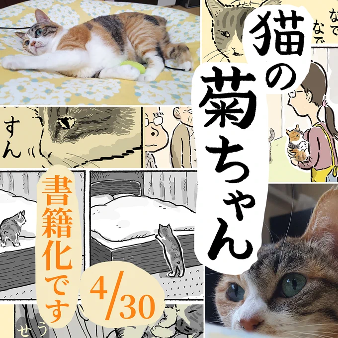 【お知らせです】いつも皆さまが見てくださり、菊ちゃんの漫画を本にしていただけることになりました!題名は『猫の菊ちゃん』です。描き下ろし漫画や、中篇漫画の「菊ちゃんが初めて家に来た日」も載せていただきました。予約受付中です(4/30 発売)→猫の菊ちゃん 