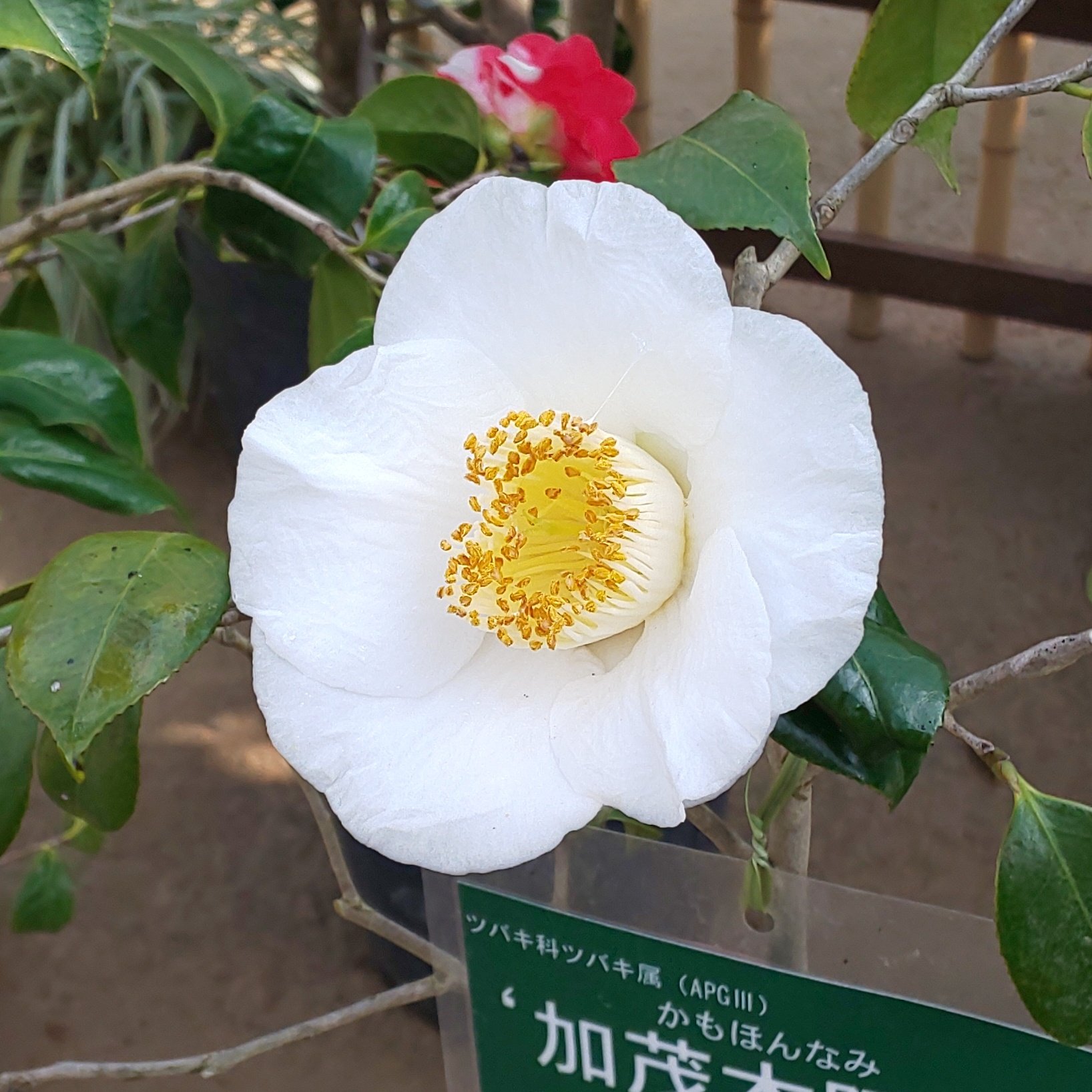 ট ইট র Kasuizu Mam 青い珊瑚礁 福鼓 昭和侘助 加茂本阿弥 和名の椿は 椿 って感じです T Co Oqelimabdp ট ইট র