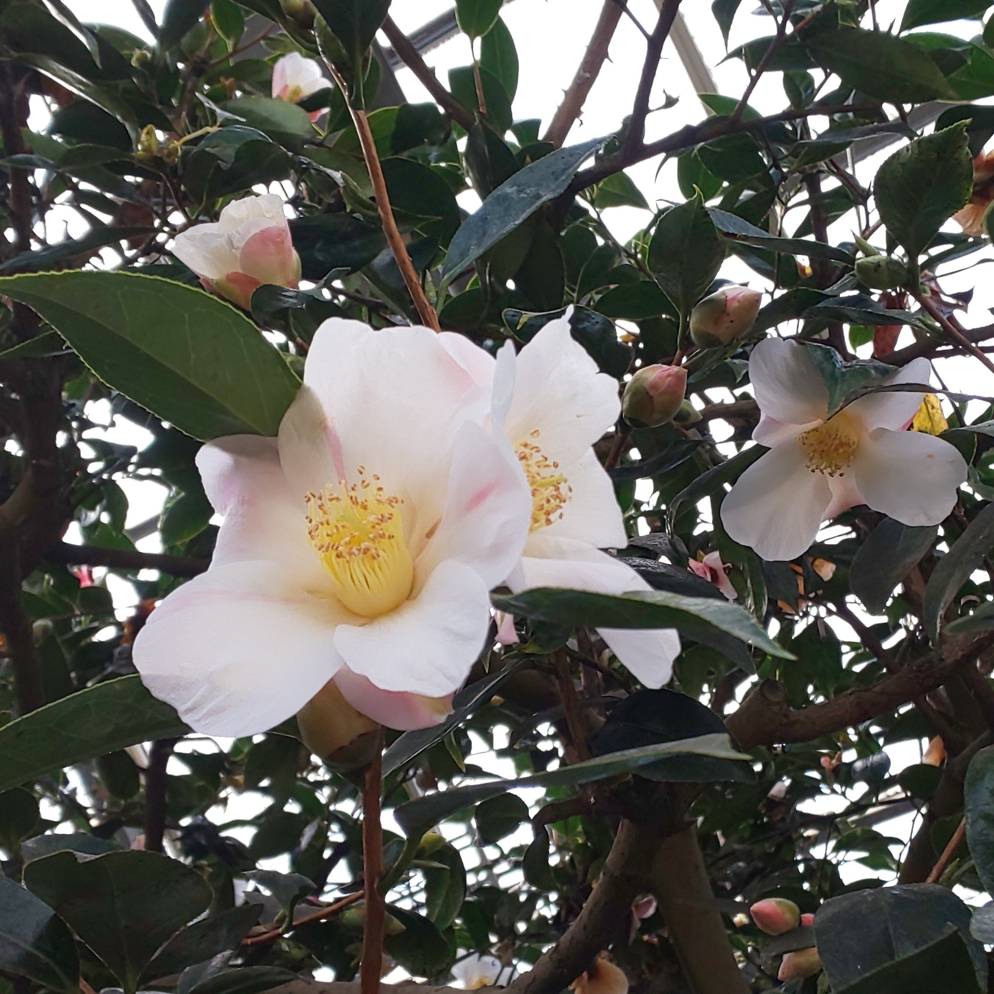 ট ইট র Kasuizu Mam 青い珊瑚礁 福鼓 昭和侘助 加茂本阿弥 和名の椿は 椿 って感じです T Co Oqelimabdp ট ইট র