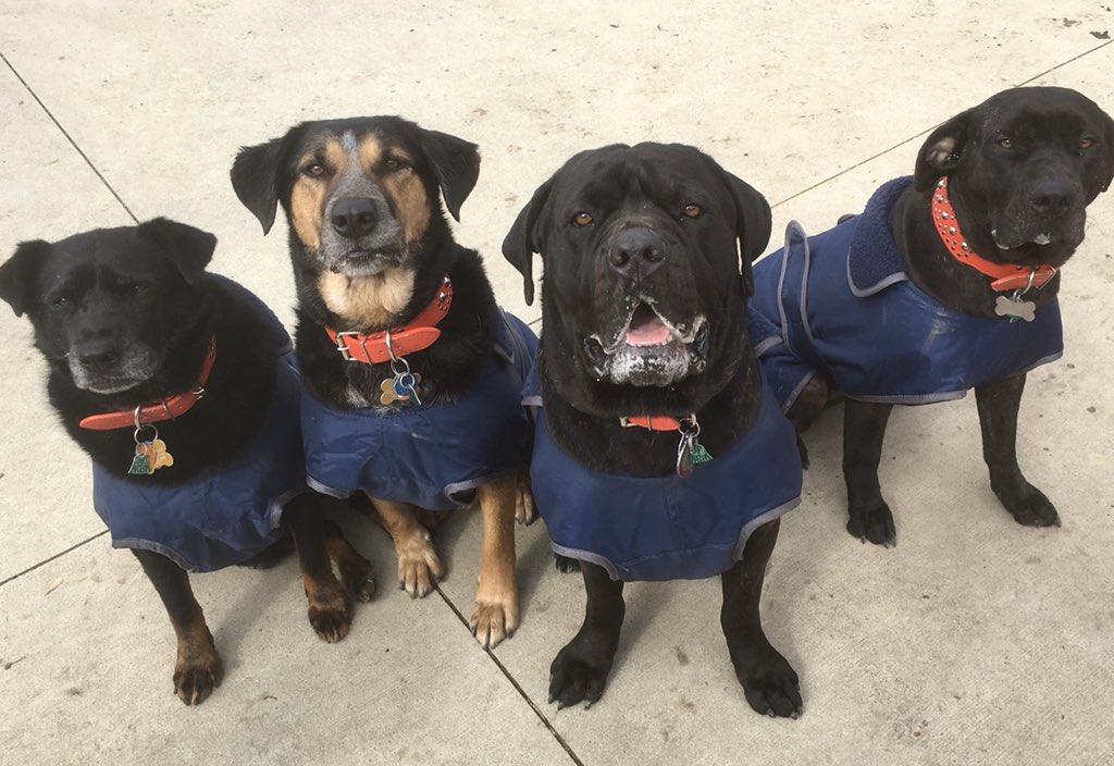Friday peptalk... I mean puptalk! #Corso #dogs #dogsoftwitter #dogsofinstagram #canecorso #puppies #cute #CutenessOverload #love #mastiff #mastiffs #puppy #doglover #mastiff #puppies #doglovers #FridayFeeling #thursdaymorning #FridayVibes #friyay #FridayThoughts #FridayMotivation
