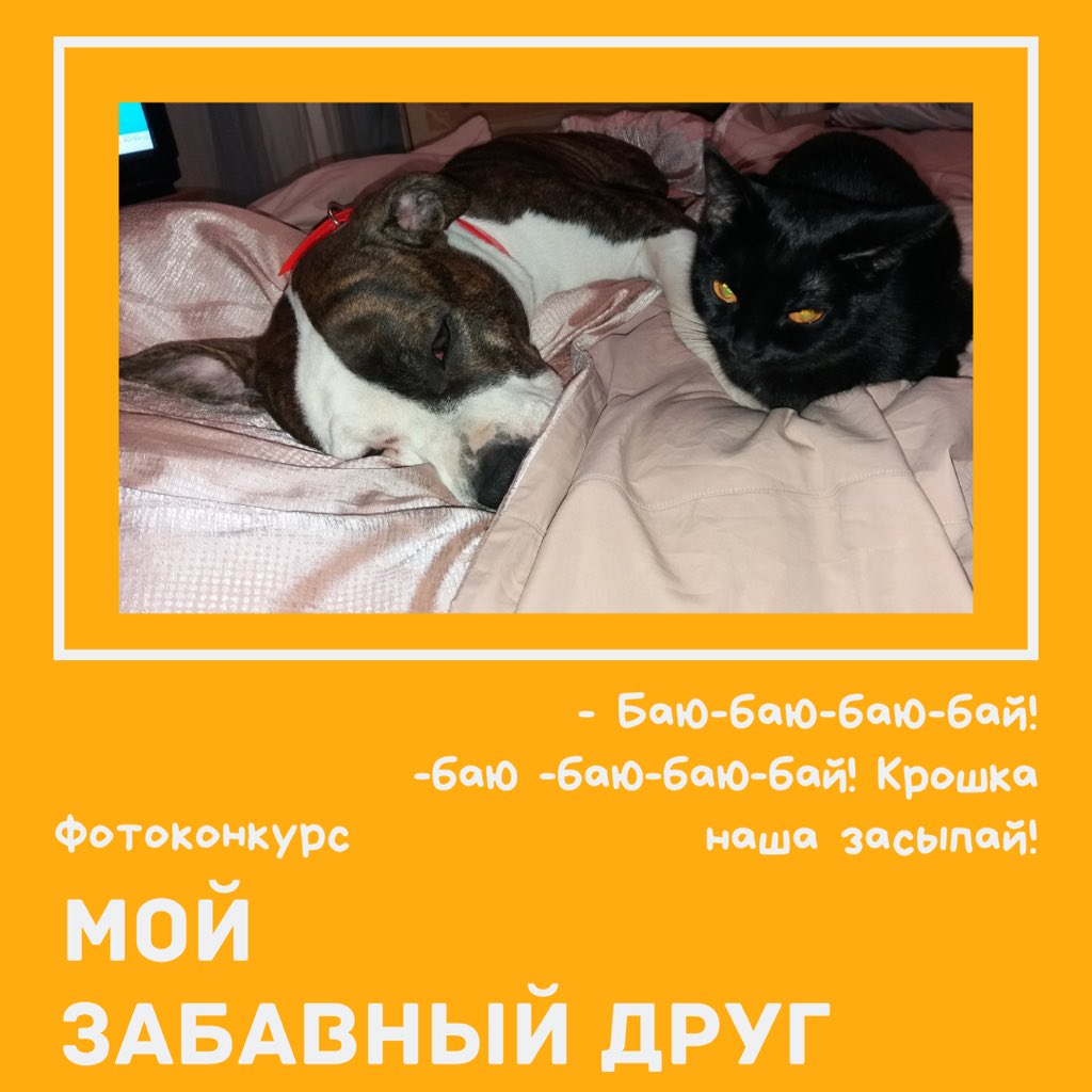 kotopes_nv's tweet photo. Загляните в наш конкурсный альбом в нашей группе https://t.co/K8maLhpO7z. Фотографий всё больше и больше.
Приглашаем вас к участию. Обязательно присылайте ваши фото. Голосуйте за понравившегося участника. Выберем победителей вместе.
Условия конкурса можно почитать в нашей группе. https://t.co/zk4DORvxDF