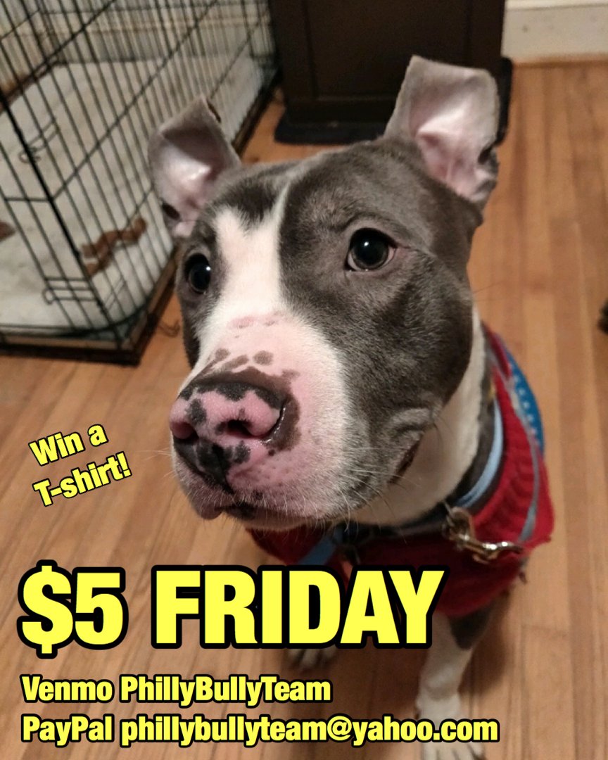 phillybullyteam's tweet photo. Every $5 donation is a raffle entry to win a T-shirt! #phbt #phillybullyteam #adopt #adoptdontshop #philly #philadelphia #phillyunderdog #dontbullymybreed #pit #pitbull #pitbullsofinstagram #phbt https://t.co/PN9duTJTZf