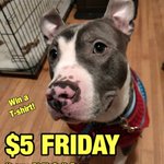 Photo by Philly Bully Team (@phillybullyteam)