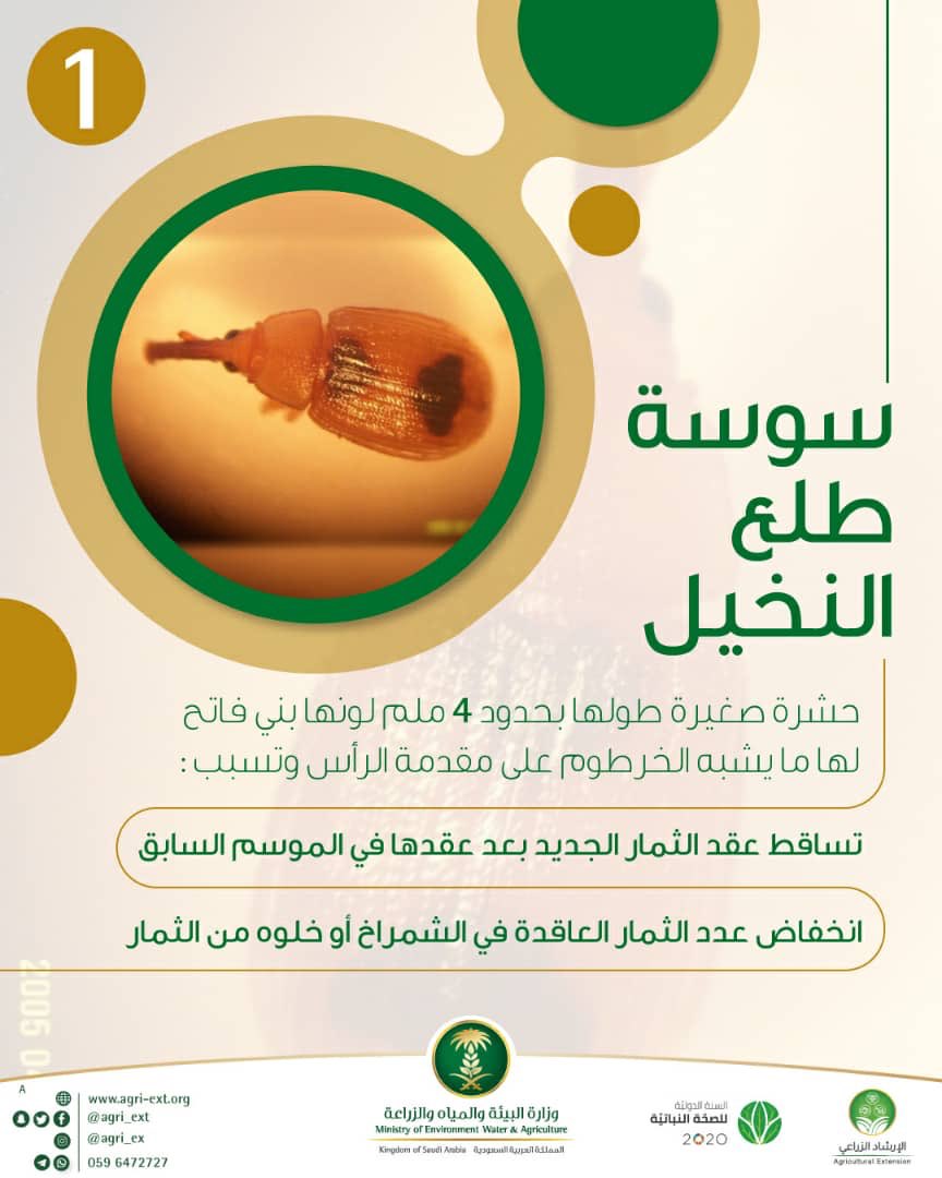 التعريف بسوسة طلع النخيل وأضرارها
#الصحة_النباتية
#IYPH2020
#PlantHealth