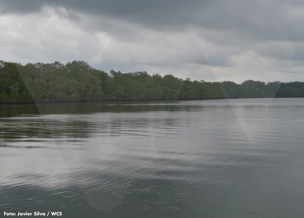 WCSColombia's tweet photo. 🐟 Pesca y otras actividades han tenido efectos ambientales negativos sobre El Encanto de los Manglares del Bajo Baudó, en Chocó. Hoy trabajan por regular uso de sus recursos y lograr sostenibilidad.
#EspecialBajoBaudó ▶️ https://t.co/c2twU02VNL
#Corparien #Concosta https://t.co/VAauPISuSJ