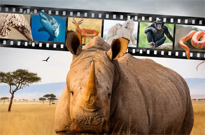 This Sunday <a href="/WilderlandFest/">Wilderland Wildlife Film Festival</a> returns to showcase the best of the world's short wildlife films!
More info: 1532bristol.co.uk/whats-on-and-n…