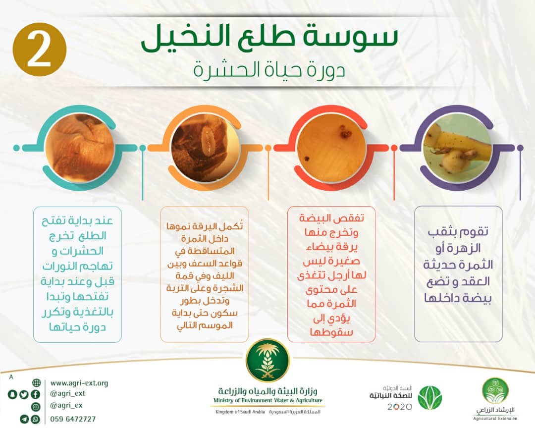 سوسة طلع النخيل
دورة حياة الحشرة
#الصحة_النباتية
#IYPH2020
#PlantHealth