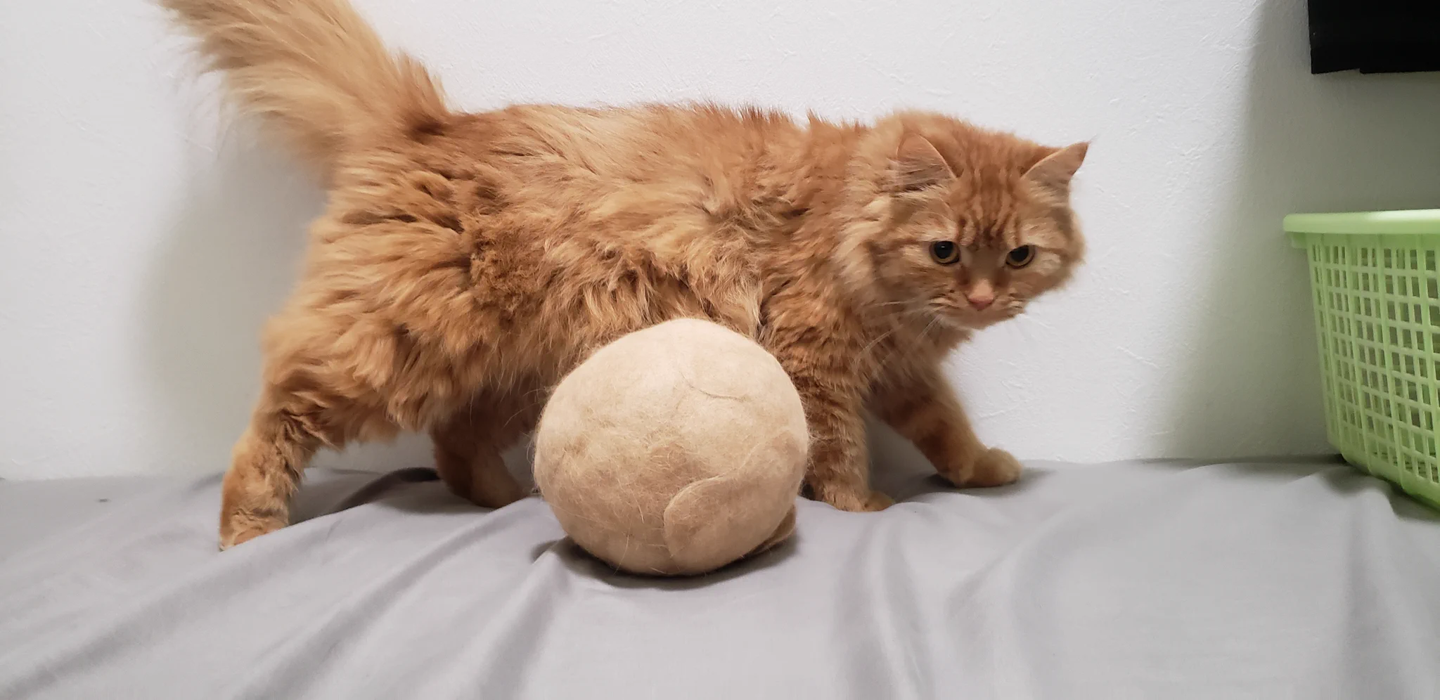 【3年間の思い出を形に】愛猫の毛玉を集めたら大きなボールになった件