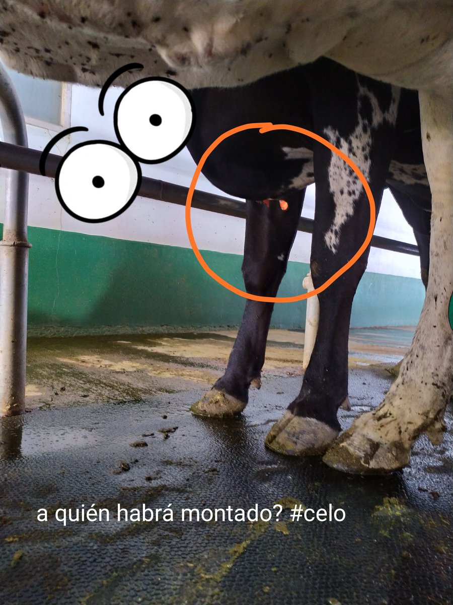 DietrichFM's tweet photo. #ControlLechero #tambo #ElCarretón #lecheria #hayquemedir #GEA #deteccion de #celo #heat #detection
A buscar la #vaca en celo... 
#dairying #Uruguay https://t.co/hA5A4w84BN