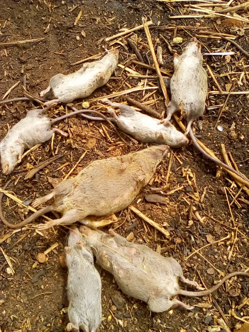 action_edo's tweet photo. #Lassafeverpreventionandcontrol 
@EdoTeam doing things differently in 2020 to stop #Lassafever by collaborating with high burdened Settlements @
#Deratarization
#Blockingrataccesstohomes
#ElevatedPlatformforSundrying food stuffs and use of rodents proof for Food Preservation. https://t.co/o6yBT53uwd
