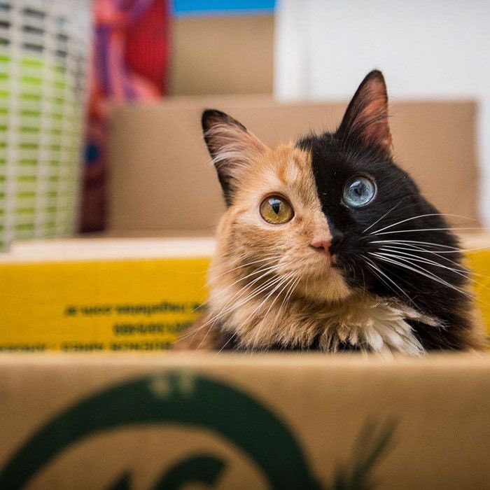 JoJoesArt's tweet photo. Meet Mother Nature‘s most beautiful accident: Quimera, the real life Yin&amp;Yang cat 😻

(credit: @gataquimera ) https://t.co/ExPHNlnpCq