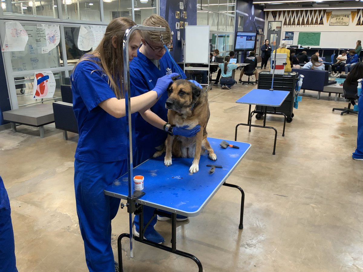GHSVetAsst's tweet photo. Wrapped up another Dirty Dog Day on Thursday and it was another success. Very proud of these students and the hard work they have put in all year. #learnerprofile #CCMR @CTEShrek @ccmrgisd @GISD_CTE @GeorgetownISD @GeorgetownHS @Mr_B_Johnson https://t.co/1Da1mk6MM1