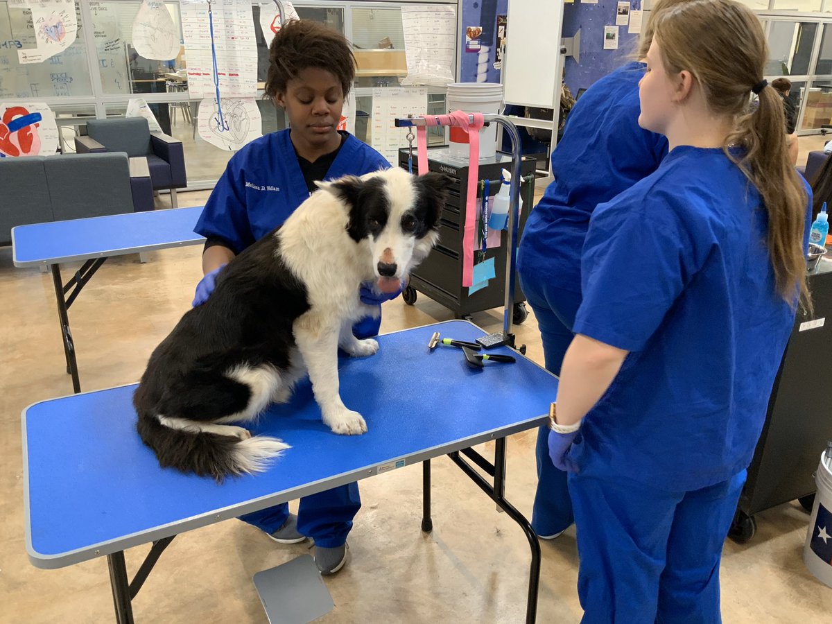 Wrapped up another Dirty Dog Day on Thursday and it was another success. Very proud of these students and the hard work they have put in all year. #learnerprofile #CCMR @CTEShrek <a href="/ccmrgisd/">College, Career, and Military Readiness in GISD</a> <a href="/GISD_CTE/">Career & Technical Education</a> <a href="/GeorgetownISD/">Georgetown ISD</a> <a href="/GeorgetownHS/">Georgetown HS</a> <a href="/Mr_B_Johnson/">Brian Johnson</a>