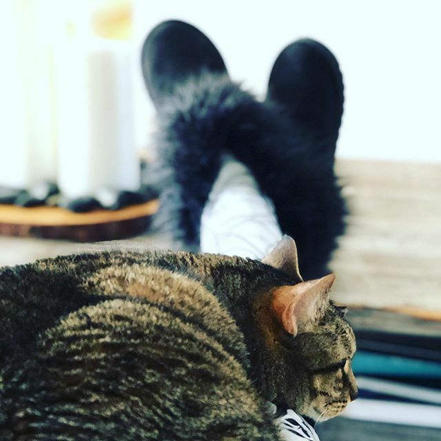 eminycreations's tweet photo. Mood #lazycat @luji_coy tus botas 😍
.
.
.
.
.
#catsofinstagram #cat #catlife #catlovers #cats_of_instagram #cats_of_instagram #cats_of_world #catsgram #catslove #catmood #mylazycat #titi #lazymorning #coldmorning #catsareawesome #catsarethebest #lazy… https://t.co/qa6BGuUdUn https://t.co/sxrLDDaM2I