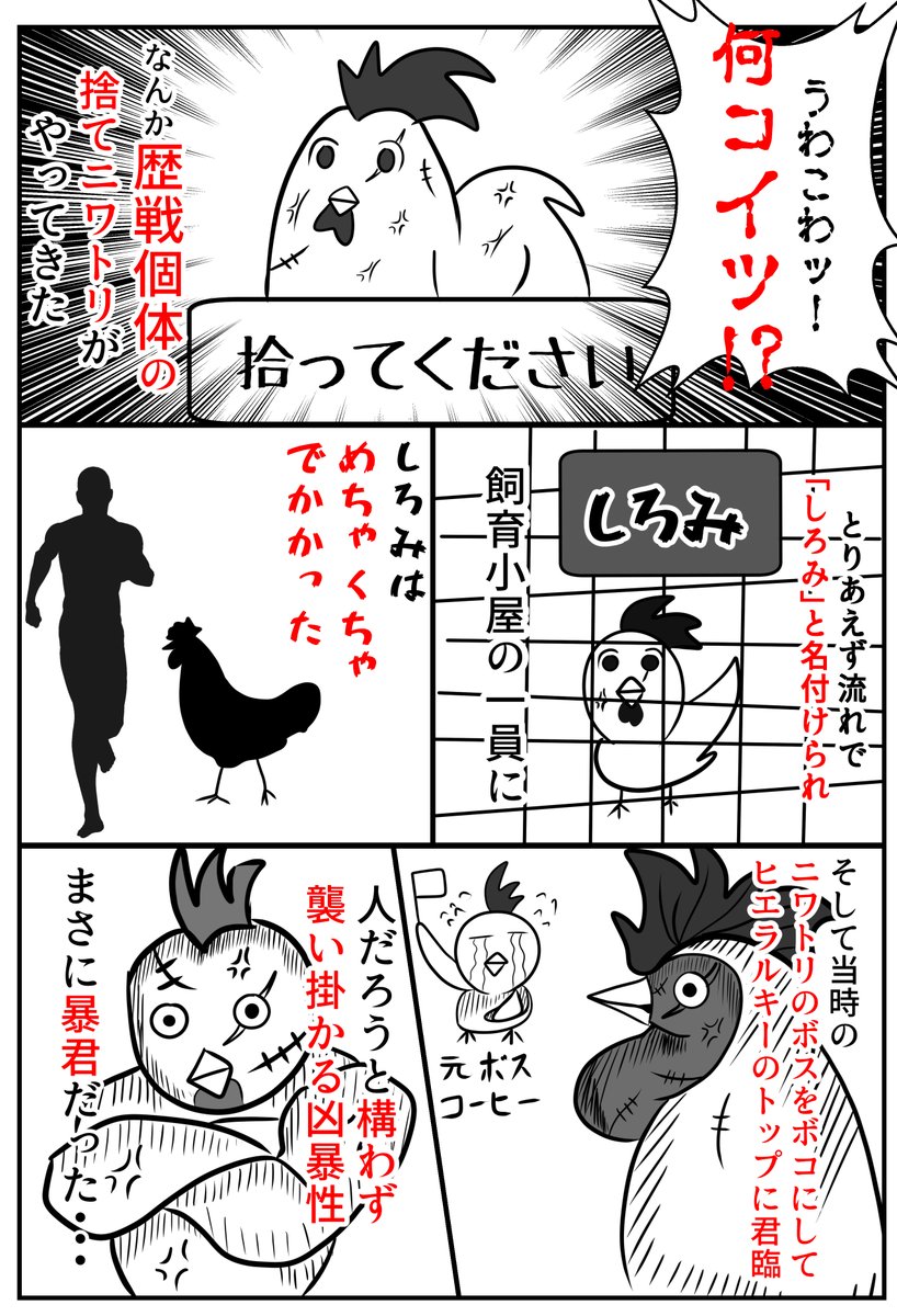 実録!最強のニワトリ「しろみ」の話!!
小学校の時は飼育小屋でめちゃめちゃ遊んでました。今もあるのかな・・・ 