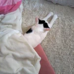 幸せそうな猫ちゃん・コタツの中は天国!パターンがいっぱい!
