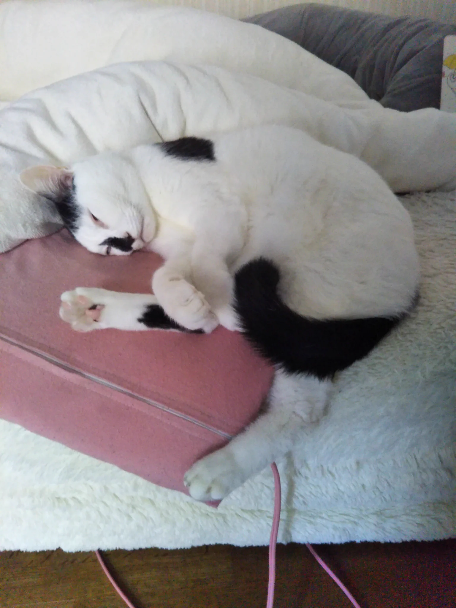 幸せそうな猫ちゃん・コタツの中は天国ｗｗｗパターンがいっぱいｗｗｗ