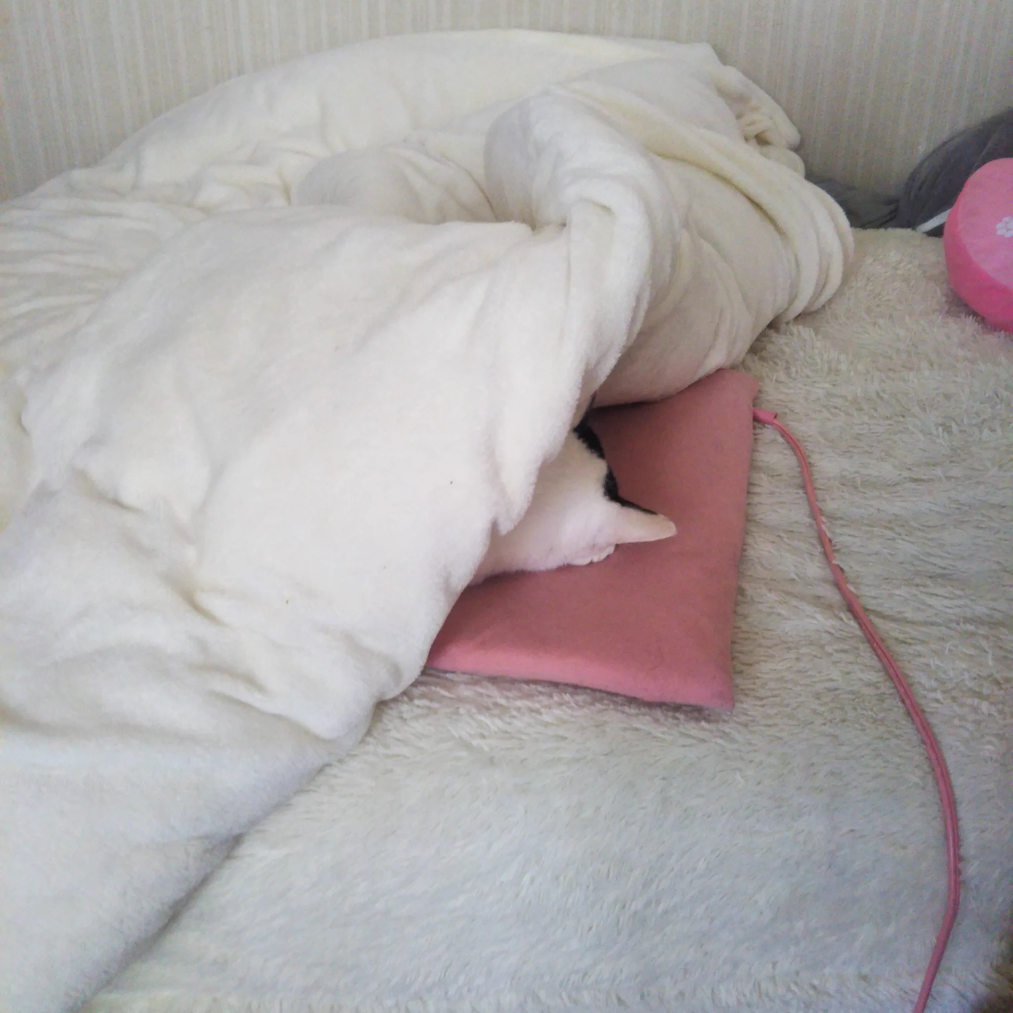 幸せそうな猫ちゃん・コタツの中は天国ｗｗｗパターンがいっぱいｗｗｗ