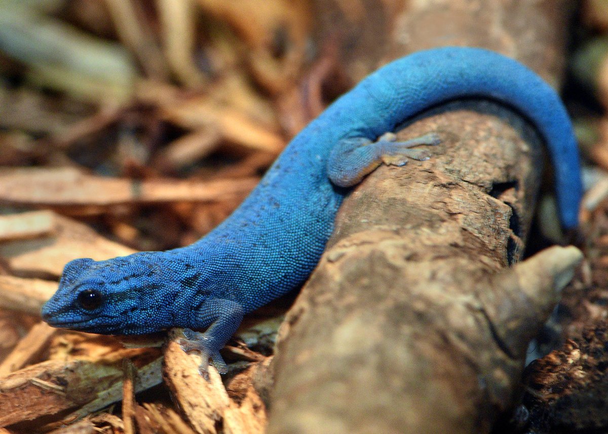 Ο χρήστης Brookfield Zoo στο Twitter: "Blue the rarest color in nature and that's what makes the turquoise dwarf gecko that much more special! #FunFactFriday #BrookfieldZoo https://t.co/MVSrggk6P5" / Twitter