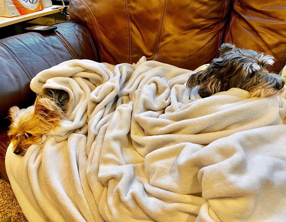 DownsizingCents's tweet photo. #Happinessisawarmpuppy πΆ π or 2π Itβs a bitπ₯Ά so after a morning βdepositβπ©, I got them all snuggly w/ fireplaceπ₯. Can you tell they really donβt likeπ€ together? π€£Do your pets get along? #rvdogs #travelwithdogs #gdrv #gdrv4life #downsizing #fulltimervlife #fifthwheelliving https://t.co/NG5tnVy5MG