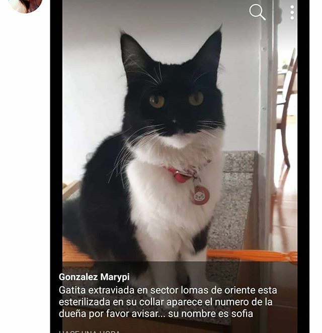 Cualquier información hablar al número +56981213673