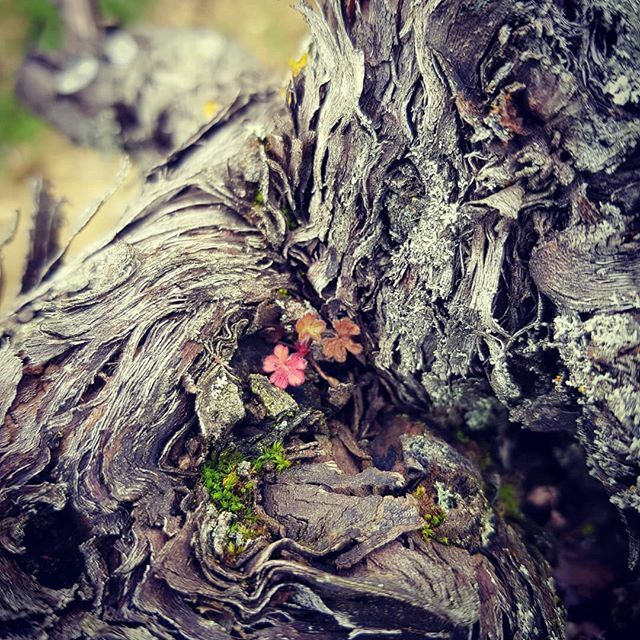 JDubrawska's tweet photo. Subtle gifts ❤
#pruningseason #vineyards #lovemyjob #natural https://t.co/zl9RkYwwXR https://t.co/7KfRF12uxQ