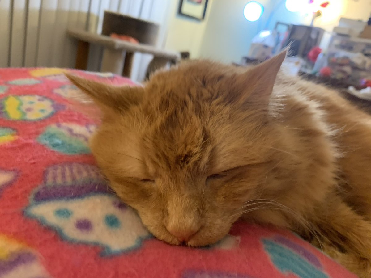 Yes he was paid for that nap #votepansy