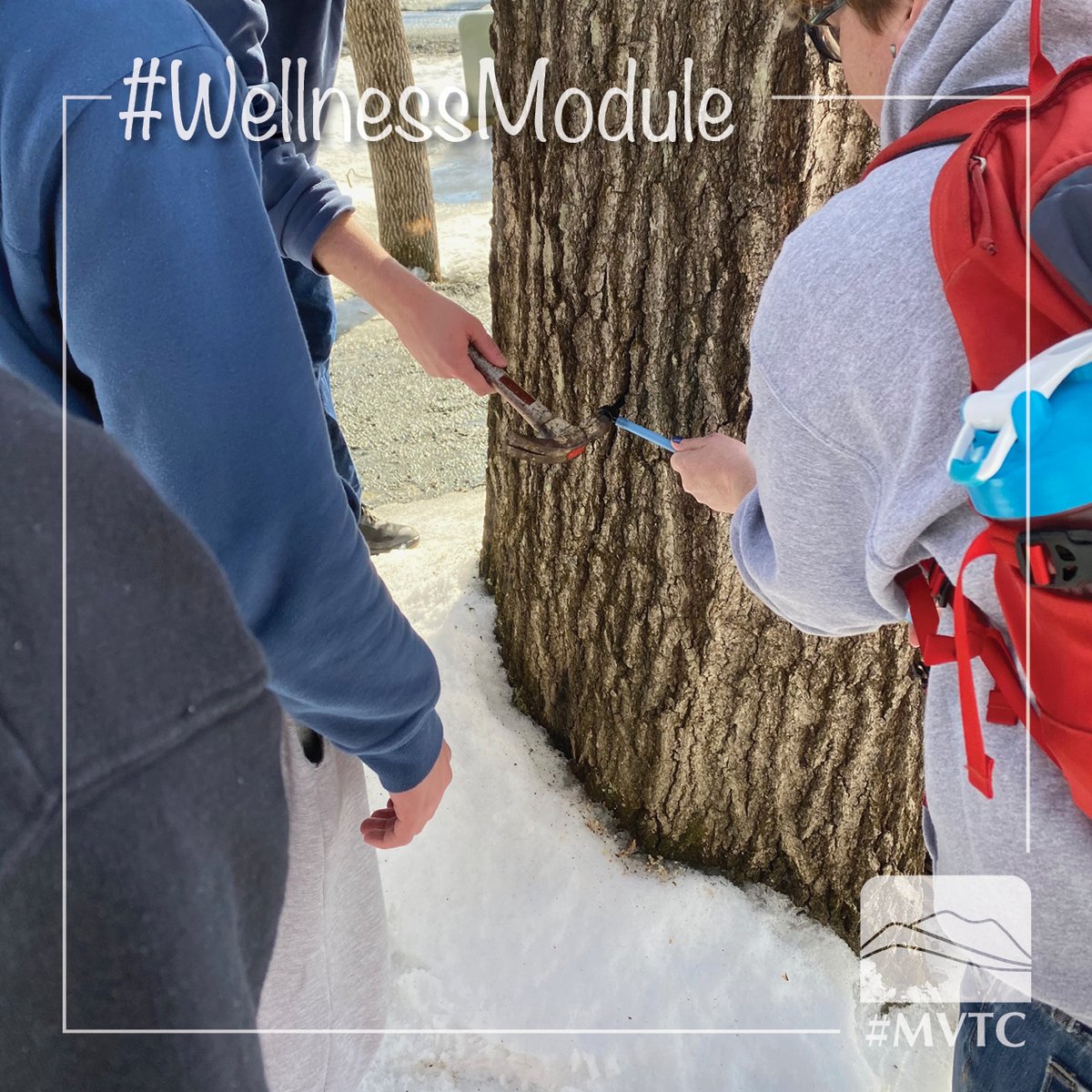MountainVallTC's tweet photo. Cold nights and warm days means the sap is flowing in #NewHampshire. Soon we’ll be enjoying our own #maplesyrup on Kimmie’s #pancakes! #wellnessmodule #upper_valley_life #uppervalleynhvt #whitemountains #mentalhealthawareness https://t.co/bPbX6bCk3Y