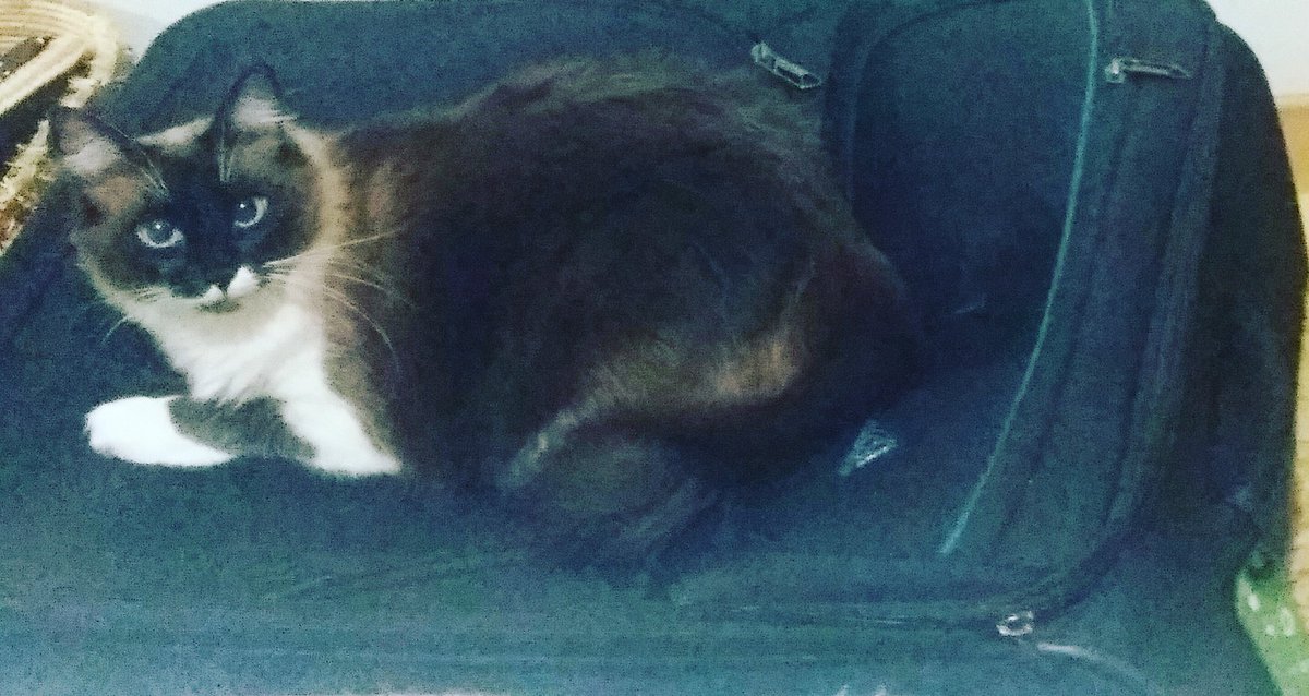 marisa_965's tweet photo. You're not going anywhere without me! #GoingToLA https://t.co/L5HteHZq5g
