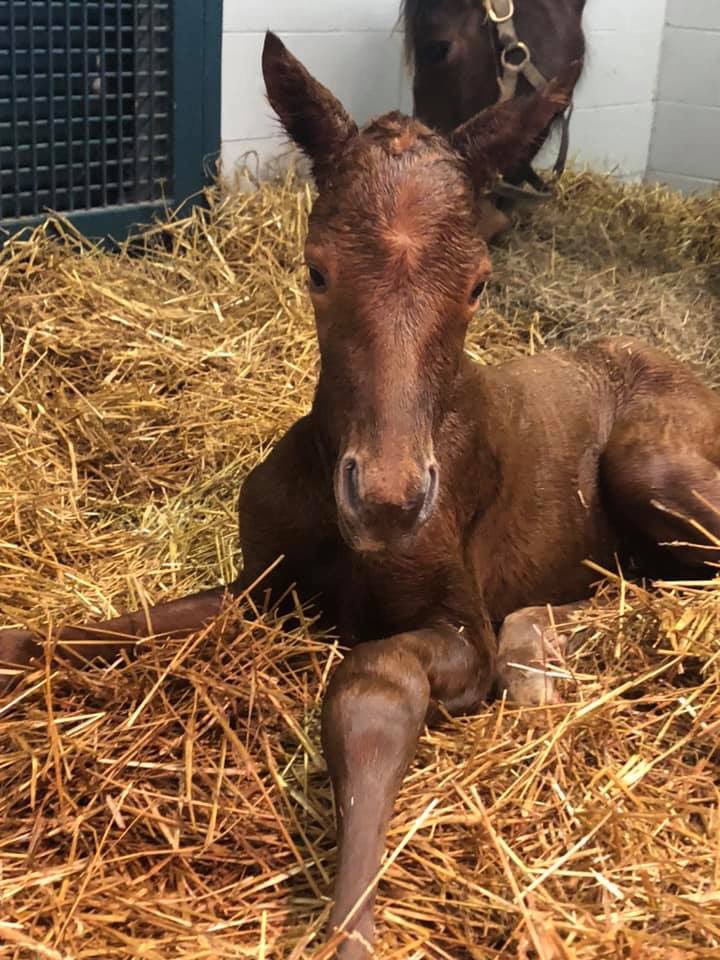 Kiss is a Kiss had a lovely filly by Mastery last night! A half to our very own GSP Nice Not Nice! @claibornefarm