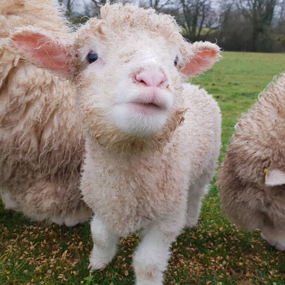Jacob Sheep Trekking tweet media