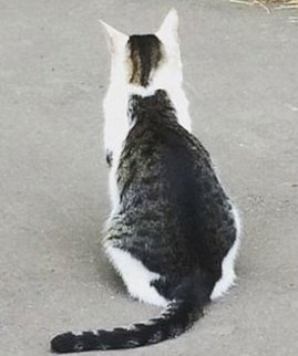 🐾 (@moebaekho) on Twitter photo 