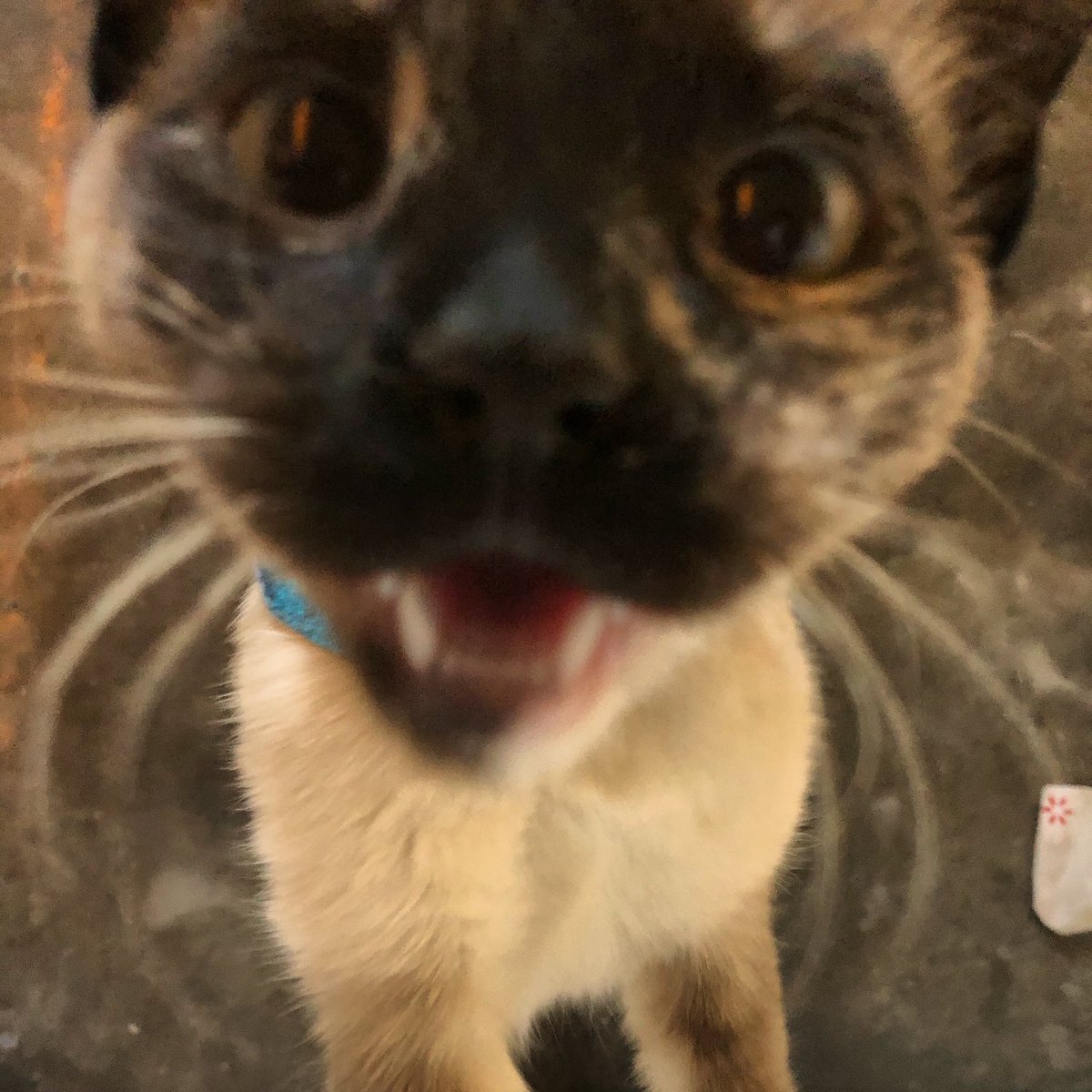 pawsibilitiesNV's tweet photo. Hellos human. Food now. #AdoptDontShop #chatterbox https://t.co/4B77wRCcfF