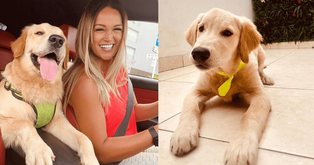 revistawapa's tweet photo. Thor, el hermoso “bebé” de Angie Arizaga que conquistó las redes sociales. https://t.co/UXDoFi8o8O https://t.co/AqnJcawVqn