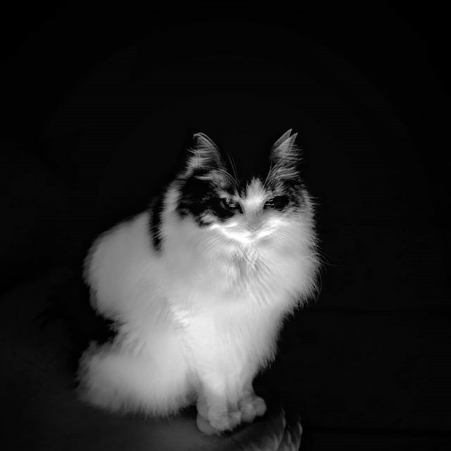 marcotulli63's tweet photo. Zelda...🙀 My 🙀 
#animales #blackandwhite #photo #igersitalia #nature #photoobserve #hicaricreative #lens_culture  #naturalight #igersitalia #fujiXT-1 #nature #beatiful_nature #grayscale #moodygrams #photoobserve #hicaricreative #atmosphere #lens_cult… https://t.co/drVPSkCHjV https://t.co/2ijwRpt1RQ