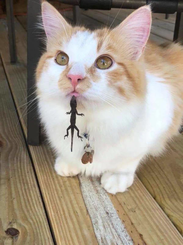 仲良しなのか謎が深すぎる..トカゲと猫が交わった結果が可愛すぎる