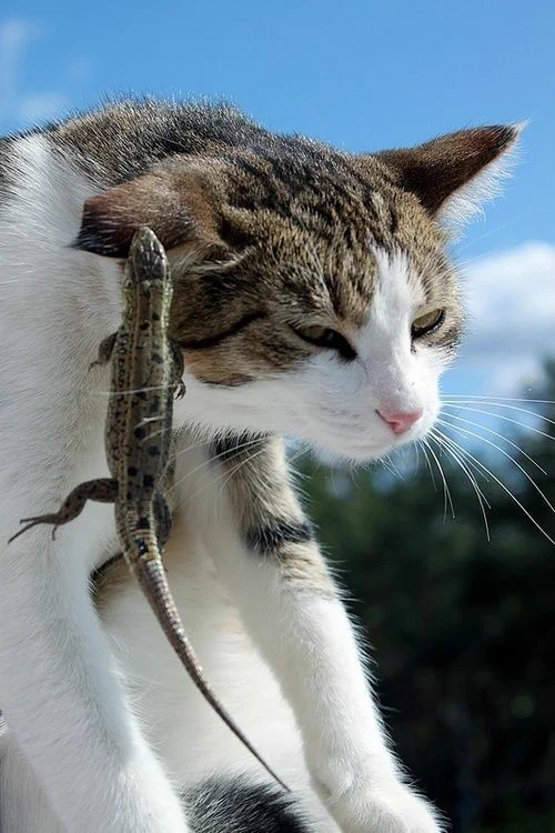 仲良しなのか謎が深すぎる..トカゲと猫が交わった結果が可愛すぎる