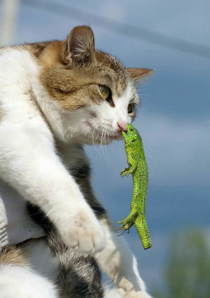 仲良しなのか謎が深すぎる..トカゲと猫が交わった結果が可愛すぎる
