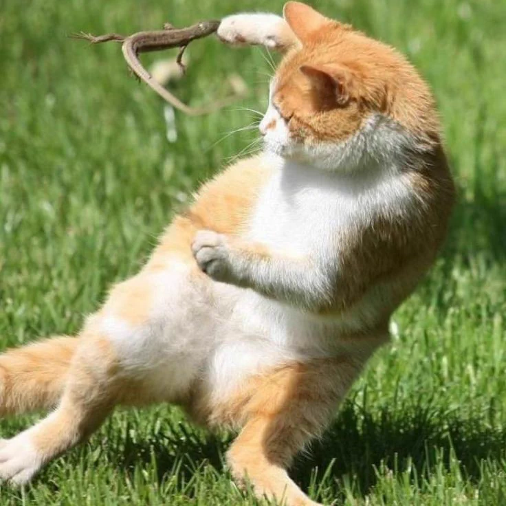 仲良しなのか謎が深すぎる..トカゲと猫が交わった結果が可愛すぎる