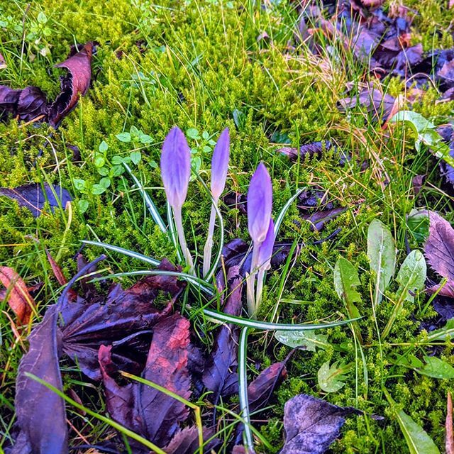 liquid_black's tweet photo. A little colour is sneaking into the borders
En pyttelite bit färg kommer in till trädgården
#spring #crocus #SwedeInTraining https://t.co/OUZCcHoiZB