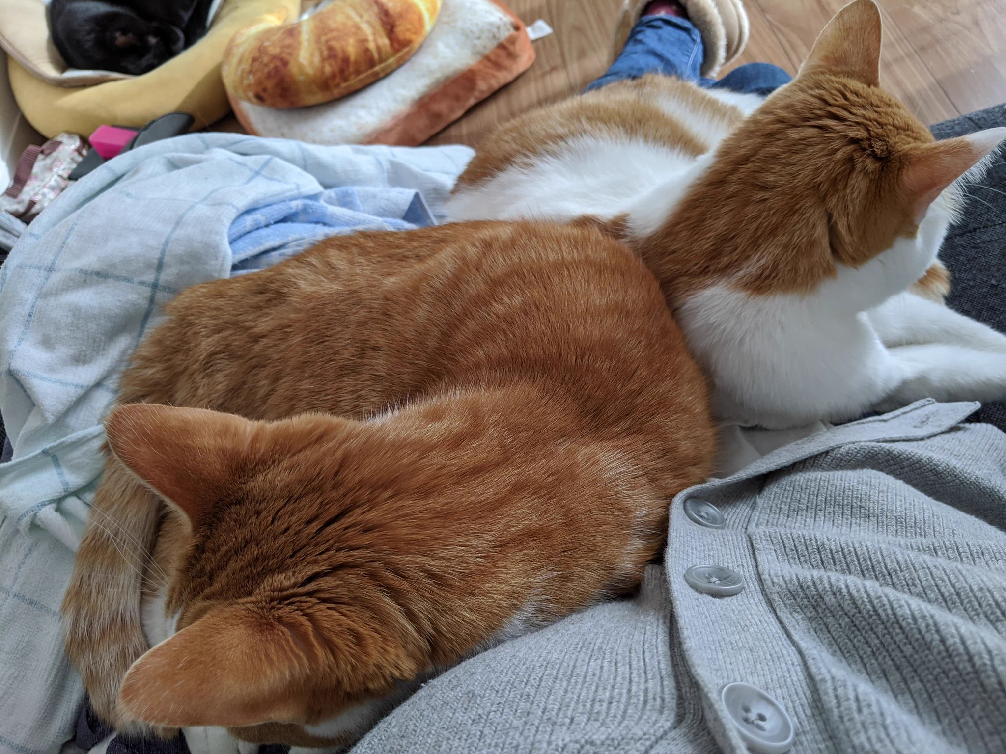 @ayatsujiyukito 失礼します
うちの茶白兄弟の尻尾によく似てます☺　
二人揃ったしっぽの写真をなかなか撮れないのですが、左の子が先っぽが鍵しっぽ、右の子が真っ直ぐなのです☺ 