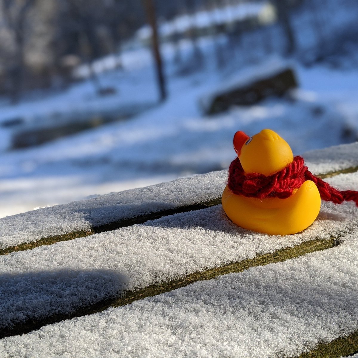ECTatOHIO's tweet photo. #ectduckoftheweek! This duck is wondering when spring will come. Share pics of your ducks with the tag #ectduck! https://t.co/3RIYiB0fKV