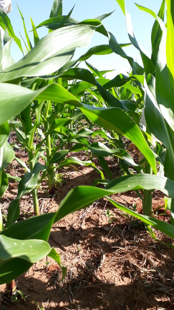 magparaguay's tweet photo. #CDASanPedro monitoreo de cultivos de maíz sembrados en el marco del Proyecto Desarrollo Integral de la Agricultura Familiar Paraguaya #DIAFPA del #MAG. Los beneficiarios del proyecto son productores de la Asociación Fortaleza.

📍Comunidad Correa San José, distrito San Pedro https://t.co/g3F63d2Z2g