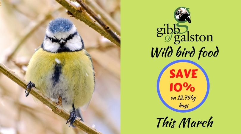 Grab a discount on food for the hungry birds - 10% OFF our 12.75kg bags until 31 March. Local delivery available #Ayrshire #Galston #rspb #naturescot feeds.gibbofgalston.co.uk/product-catego…