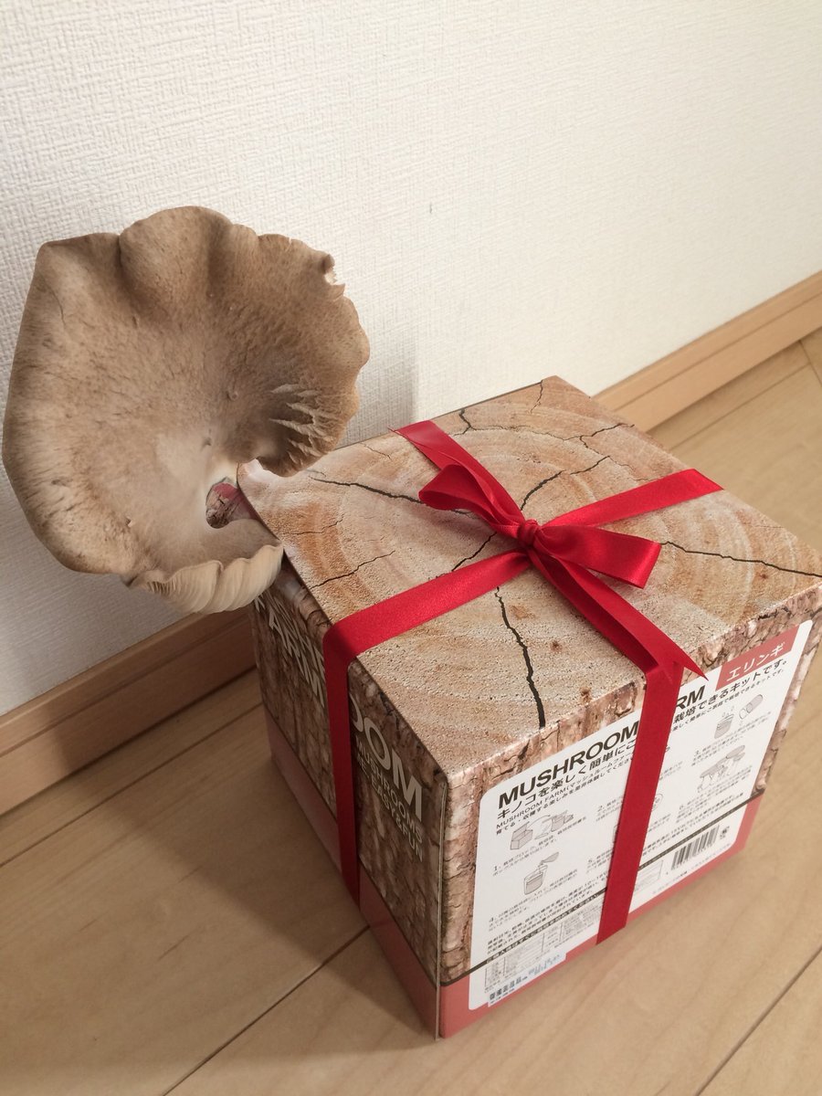 もらったエリンギ栽培キットを開封せずに放置していたらこんなことに すごい 目覚めてしまったか 笑 Togetter もらったエリンギ栽培キットを開封せずに放置していたらこんなことに すごい 目覚めてしまったか 笑 Togetter