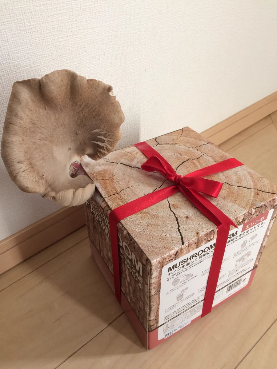 凄まじい生命力！エリンギ栽培キットを開封しないまま2ヶ月放置した結果･･･！