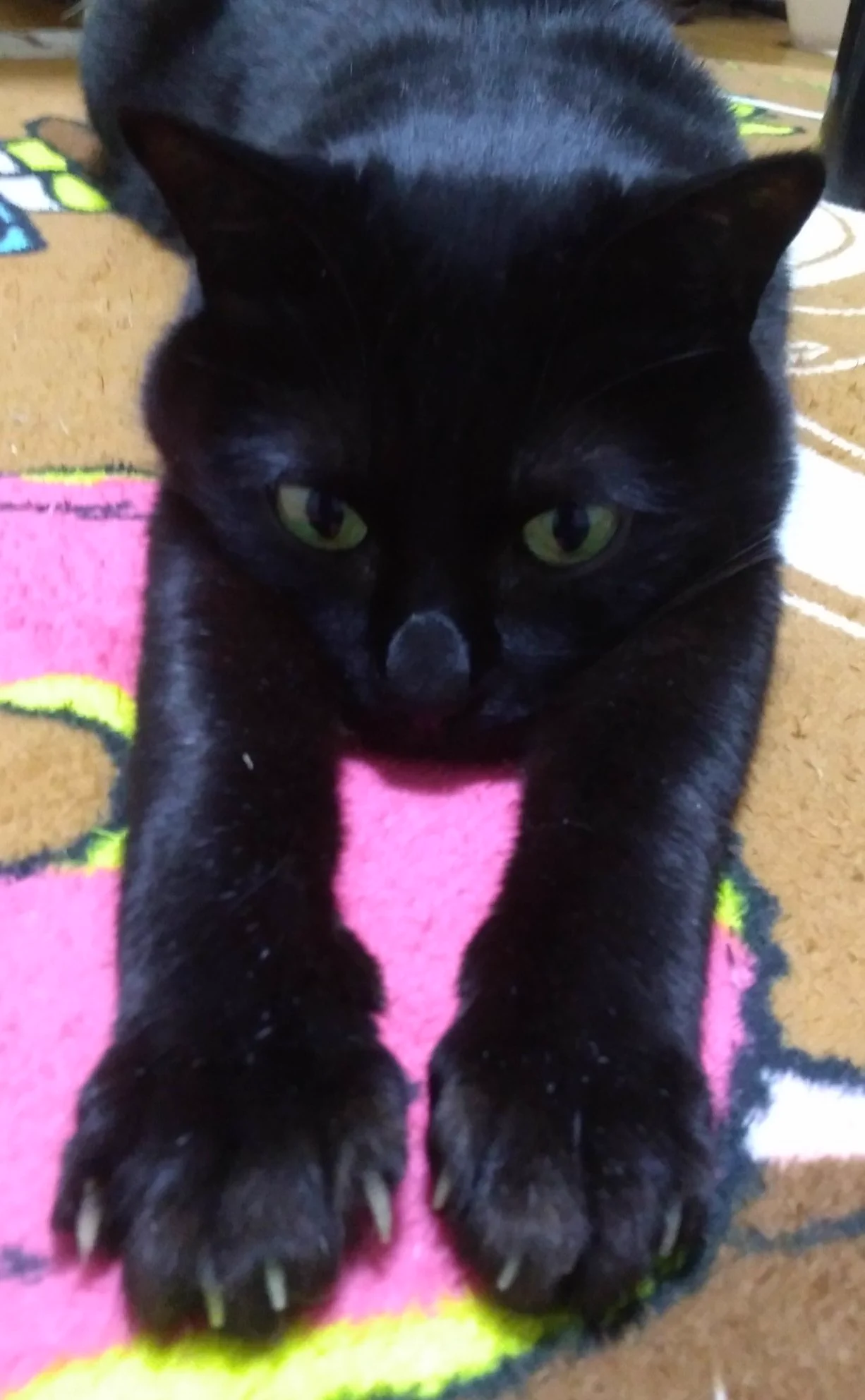 @hidekiccan うちの子も 